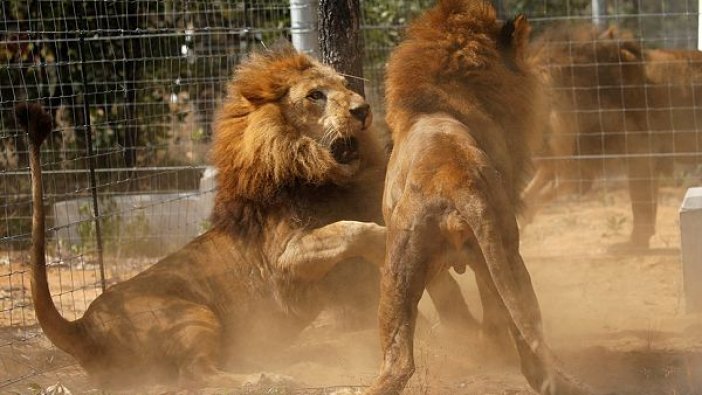 Araçtan kaçan aslan kayıplara karıştı!