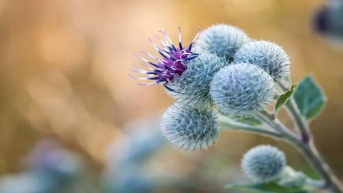 Dulavrat Otu nedir? Faydaları nelerdir?