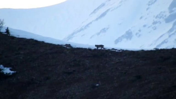 Nesli tükenmek üzere: Tunceli’de görüntülendi!