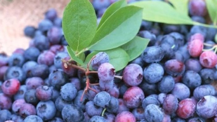 Acai üzümünün bilinmeyen faydaları şaşırtıyor?