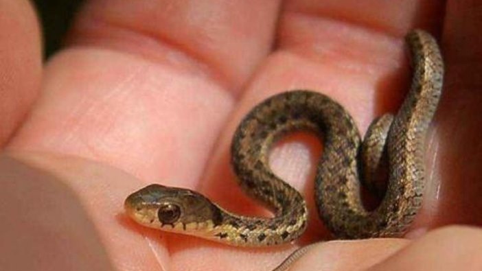 Rüyada yılanla dost olmak ne anlama gelir
