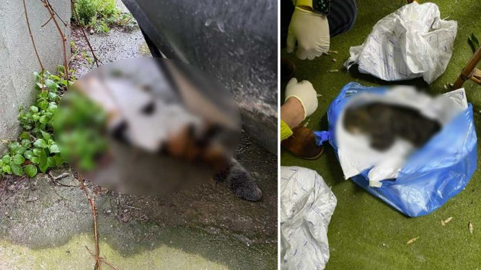 Kedi katliamı hayvanseverleri ayağa kaldırdı! 2 ayrı ilçede toplu kedi ölümleri