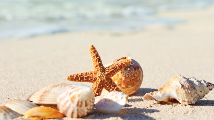 Rüyada deniz kabuğu görmek ne anlama gelir?