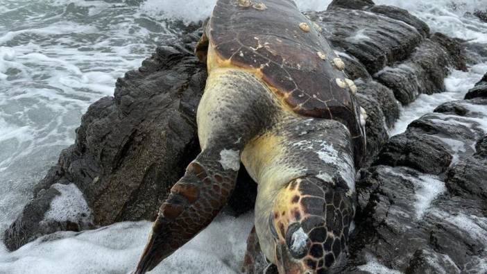 Hatay'da bitkin bulunan caretta caretta tedaviye alındı