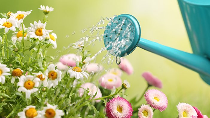 Rüyada çiçek görmek ne anlama gelir?