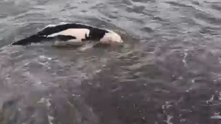 Akçakoca’da ölü yunus balığı karaya vurdu