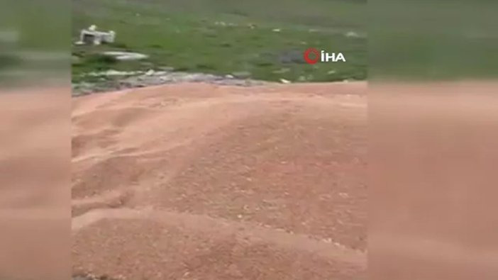 50 ton buğday boş araziye döküldü, Bakanlık harekete geçti