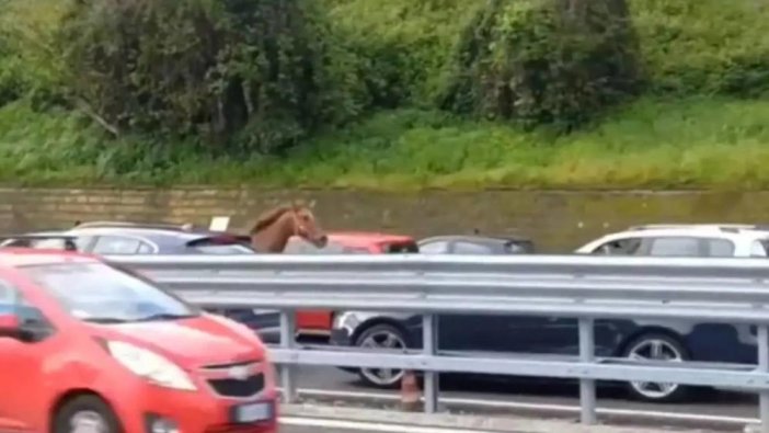 Hipodromdan kaçan at trafiği altüst etti