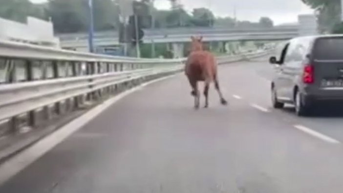 Meşhur yarışların aranan atı firar etti: Çevreyolunda dörtnala koştu! Trafiği birbirine kattı