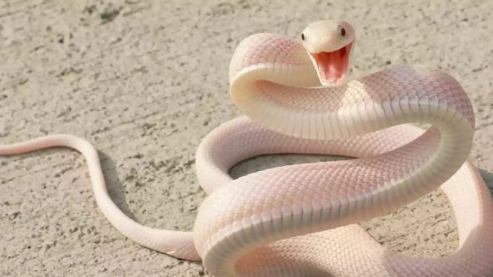 Rüyada büyük yılan görmek ne anlama gelir