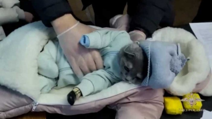 Kedisini uyuşturucu kuryesi yapan kadın paçayı ele verdi!