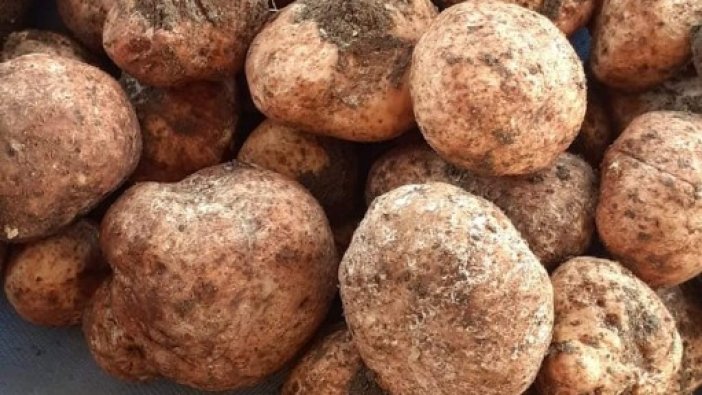 Patatese benziyor ama değil:  Kilosu 500 lira!