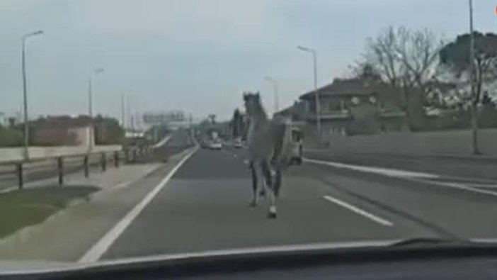 İstanbul'da başıboş at trafiği karıştırdı