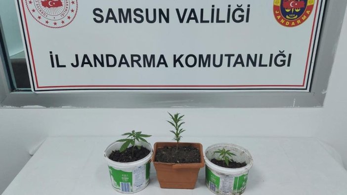 Samsun'da kenevir baskını: 1 gözaltı