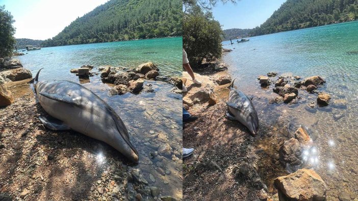 Bodrum Cennet koyda ölü Yunus balığı karaya vurdu