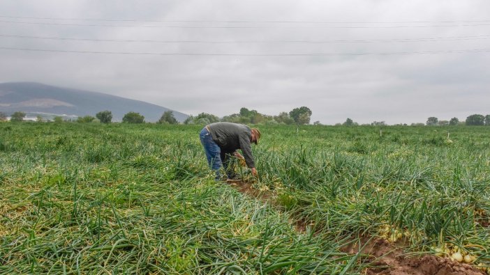 Hasat sonrası soğan fiyatı düşecek mi?