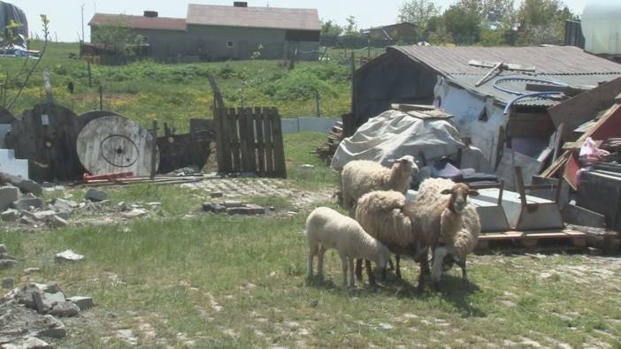 Sokak köpekleri saldırdı:14 koyun öldü