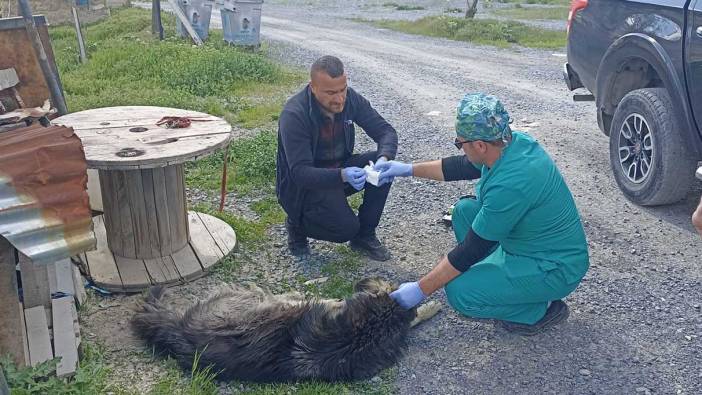 Yılanların ısırdığı köpeklere belediye sahip çıktı