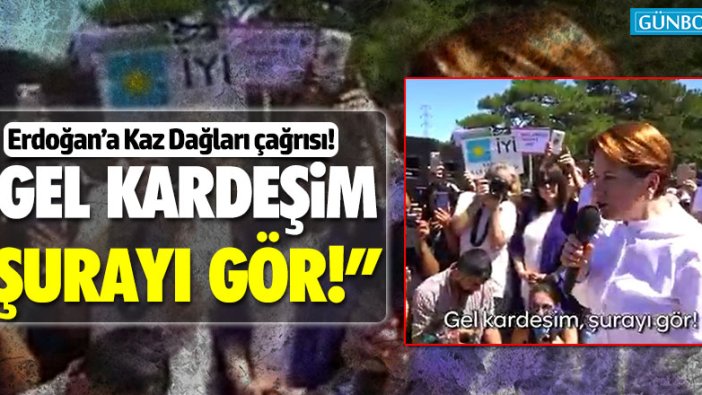 Meral Akşener'den Erdoğan'a Kaz Dağları çağrısı!