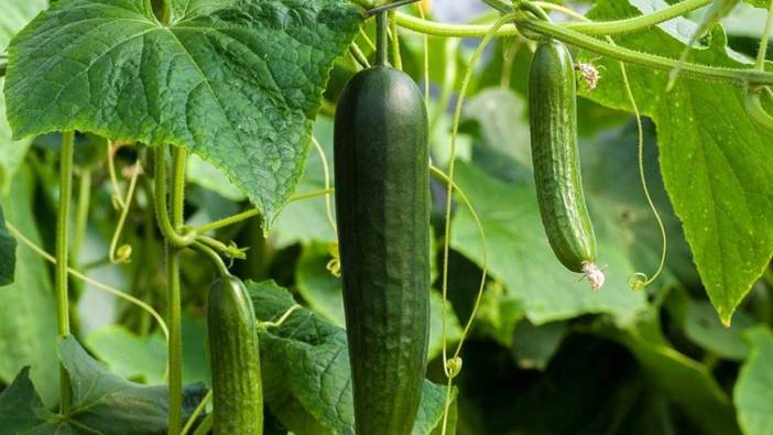 Rüyada salatalık yemek ne anlama gelir?