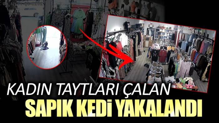 Kadın taytları çalan sapık kedi yakalandı