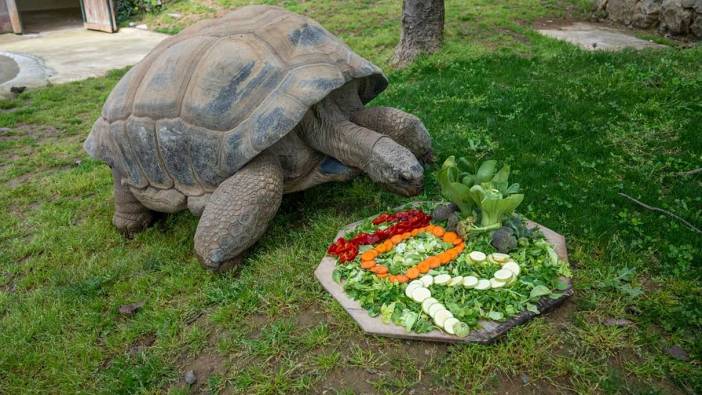 Rüyada kaplumbağa görmek ne anlama geliyor