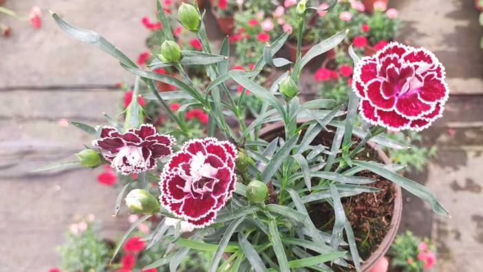 Rüyada karanfil görmek ne anlama geliyor?