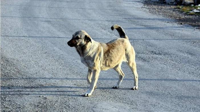 Sokak köpeğini silahla vurdu