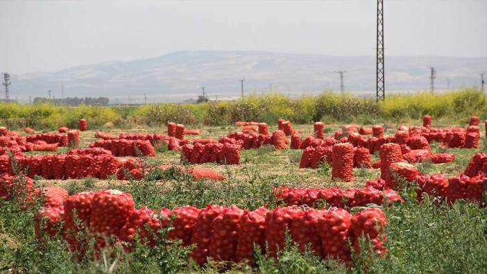 Soğanın fiyatı tarlada 4 liraya indi