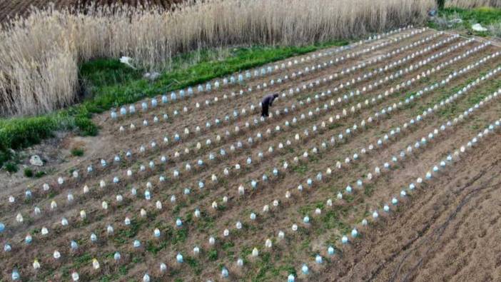 Fidelerini doludan korumak için ilginç bir çözüm buldu