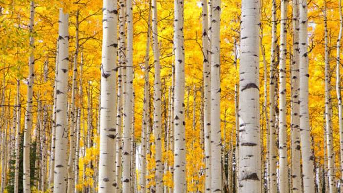 Rüyada kavak ağacı görmek ne anlama geliyor?