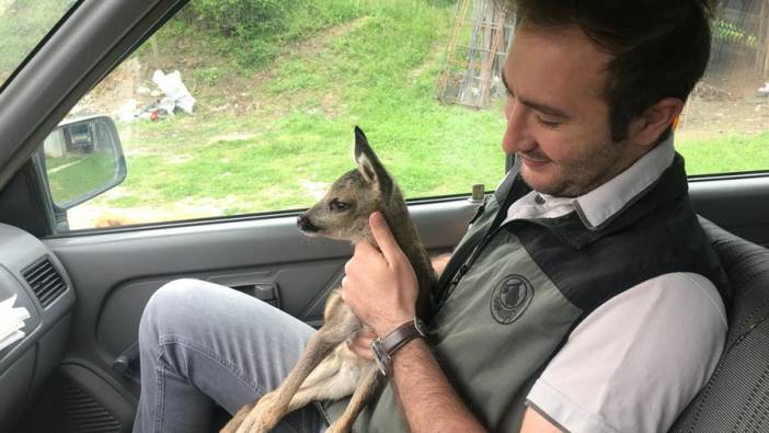 Bolu'da bulunan yavru karaca koruma altına alındı