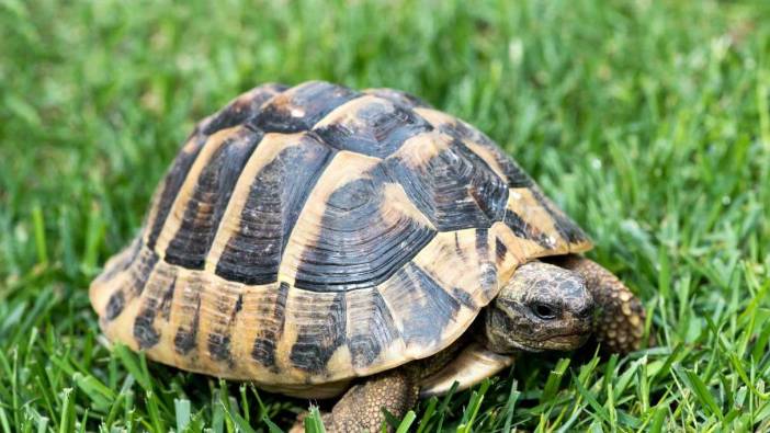 Rüyada  kaplumbağa görmek ne anlama gelir