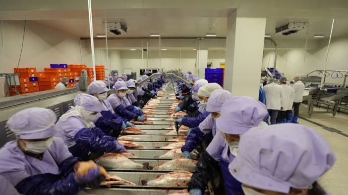 Trabzon’da somon hasadı başladı