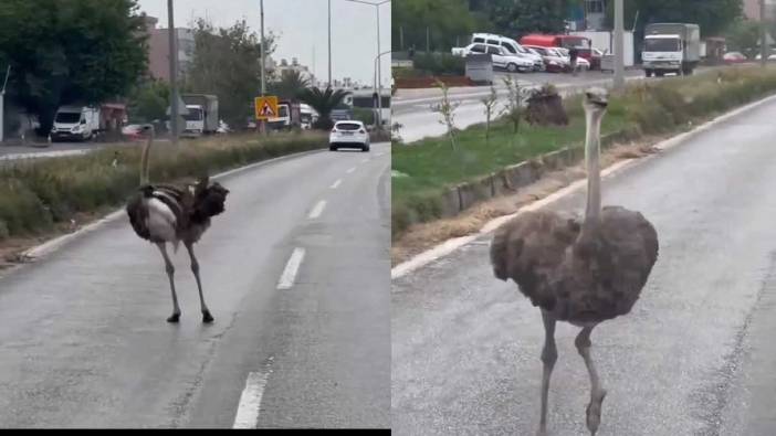 Trafikte film gibi olay: Dikkat deve kuşu çıkabilir!