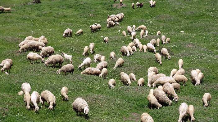 Yurt dışından bunalan gurbetçi 22 yıl sonra köyünde hayvancılığa başladı