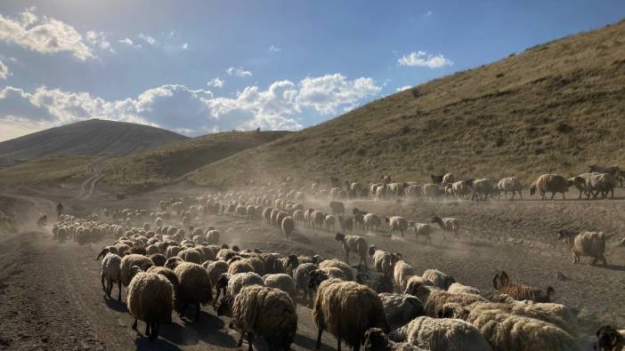Koyun sürülerinin zorlu göç mesaisi başladı