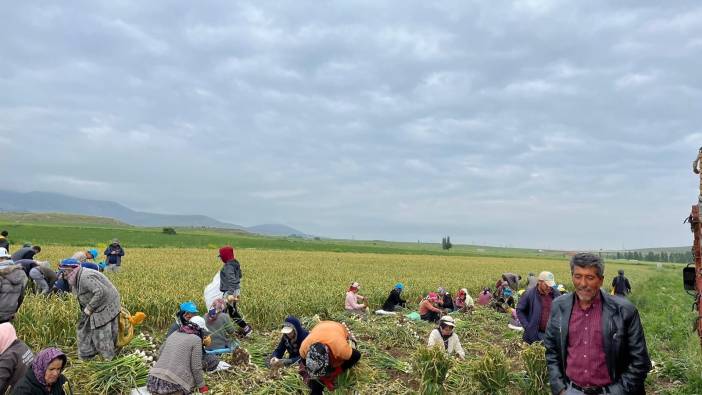 Konya’da sağanak tarlaları talan etti