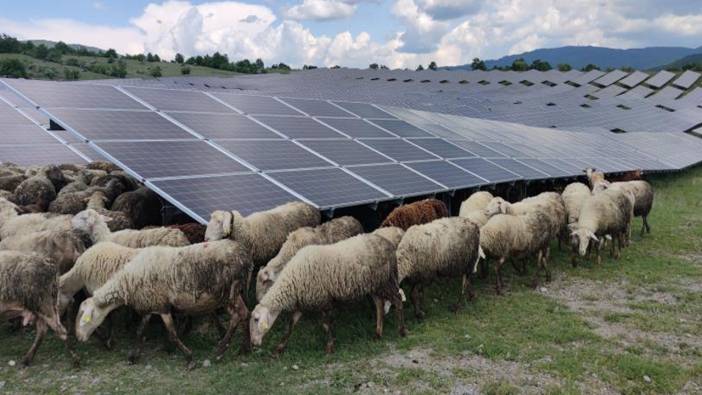 Kosova’da güneş enerjisi panellerinin temizleyicisi: Koyun ve keçiler