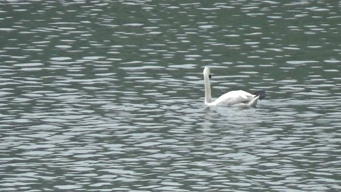 Bolu'da görüntülendi: İlk kez kayıt altında!