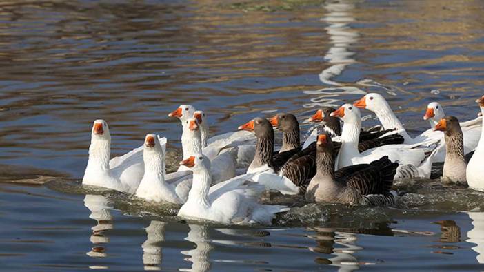 Rüyada kaz görmek ne anlama geliyor?