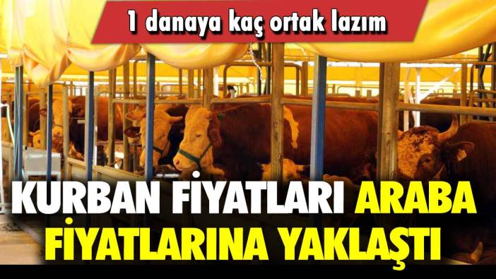 Kurban fiyatları araba fiyatlarına yaklaştı: 1 danaya kaç ortak lazım