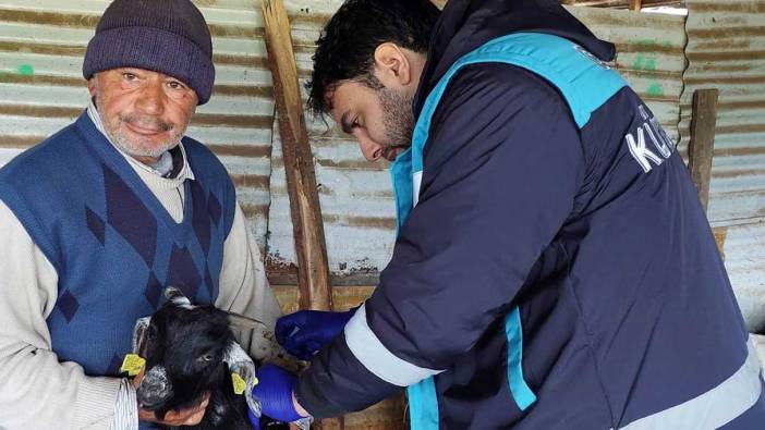 Hisarcık’ta veba aşılaması ve küpeleme çalışması yapıldı