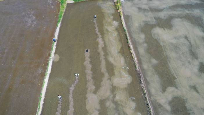 Edirne'de çiftçilerin çeltik mesaisi başladı