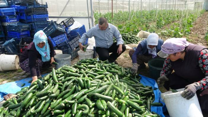 Tokat'ta salatalık hasadı başladı