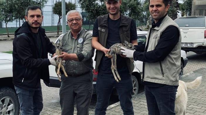 Kastamonu'da yavru karacalar korumaya alındı