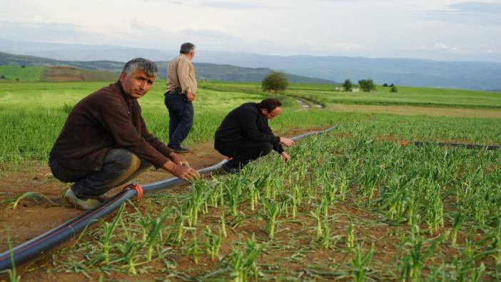 Taşköprü sarımsağını sel vurdu: Korkutan kayıp!