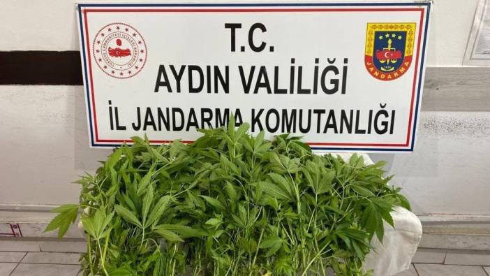 Jandarmanın yasadışı kenevir ekimi ile mücadelesi sürüyor