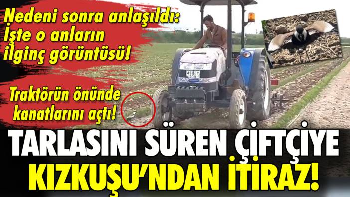 Tarlasını süren çiftçiye kızkuşundan engel: Nedeni duygulandırdı!