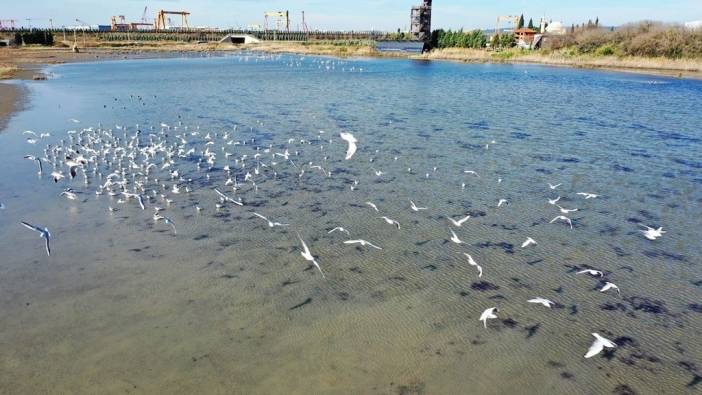 Hersek Lagünü'nde üreyen kuş türü arttı